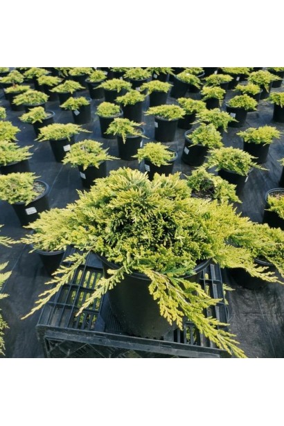 Саджанці Ялівецю Голден Карпет в горщиках